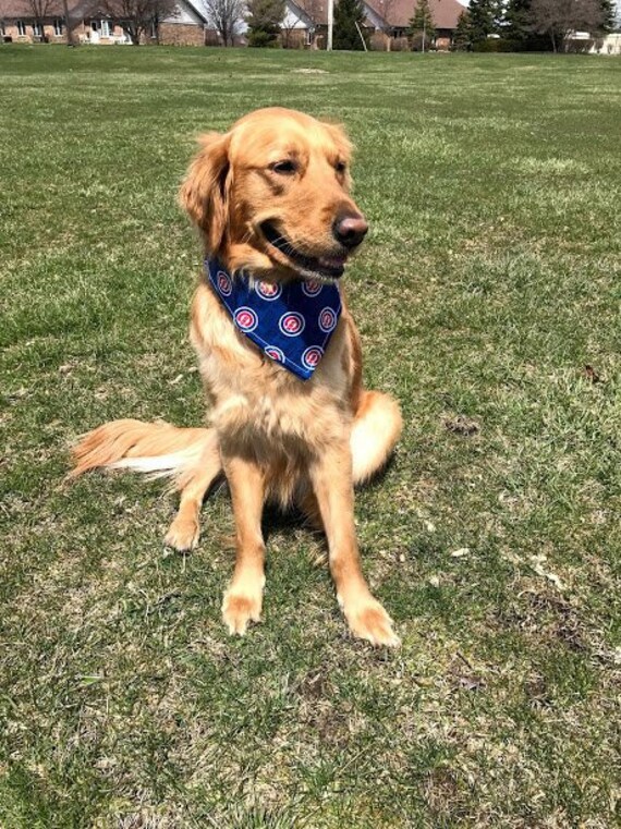 cubs pet bandana