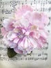 pink velvet cabbage rose. velvet wedding roses. velvet roses by Miss Rose Sister Violet . rose corsage. millinery rose. 
