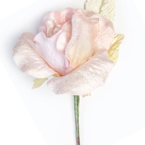 Rosa de terciopelo. Rosa de sombreros. Rosa de terciopelo rosa pálido.