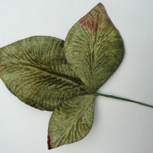 以下が含まれることがあります： 茶色の茎に付いた緑色のベルベットの葉が3枚。葉は、質感があり、葉脈が目立つ。