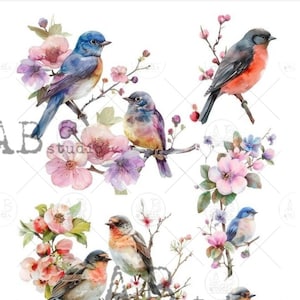 A4  Beautiful Bird Collection Carte Italiano Rice Paper 83