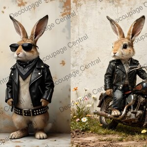 May include: Two images of a rabbit wearing a black leather jacket. One image shows the rabbit wearing sunglasses, a bandana, and a studded belt. The other image shows the rabbit on a motorcycle.