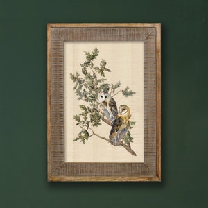 Barn Owls and Oak, 24x16&quot;