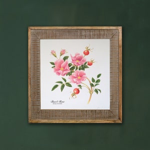 Beach Rose, Rosa Rugosa