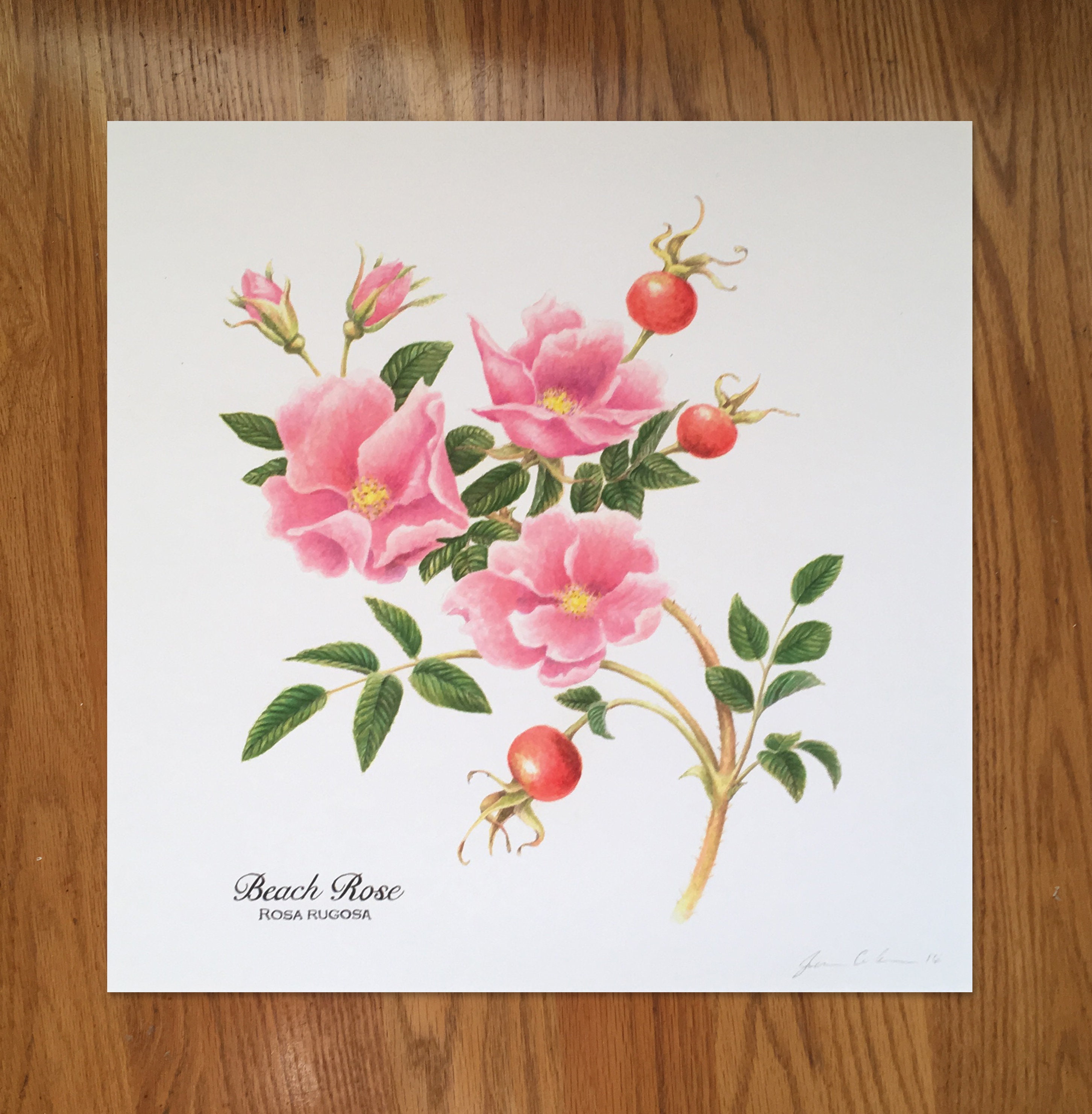 Rosa Rugosa Beach