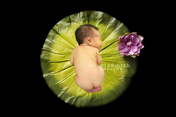 lotus baby photography
