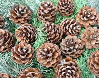 Small Pinecones, 20pcs, Natural Decor, Pinecones For Crafts, Organic Pinecones, Zapfen, Holiday Crafts, Christmas Pinecones