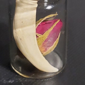 Opossum Tooth Charm Bottle