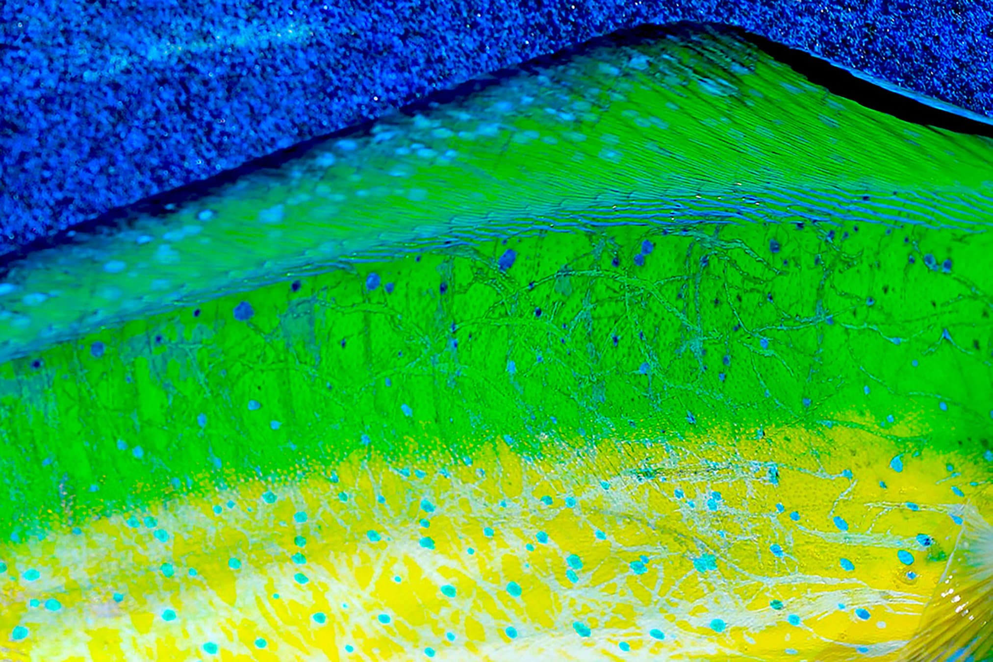 12 inch by 12 inch Mahi Mahi Fish Scale Pattern Sticky Etsy