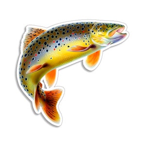 Brown Trout Fish 