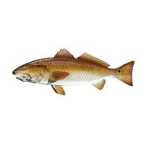 7&quot; Redfish Red Fish  Sticker Vinyl Fishing Drum Cup Laptop Boat Car Truck Vehicle Window Bumper Decal Graphic