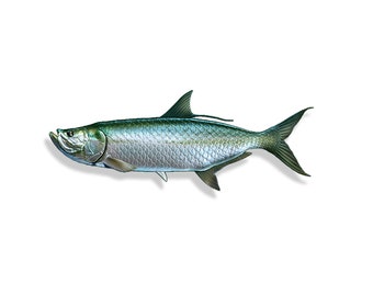 Tarpon peixe adesivo copo de pesca cooler tacklebox fora da costa marinha portátil barco carro caminhão veículo janela pára-choques decalque gráfico