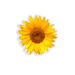 Op de afbeelding: Een felgele zonnebloem met een donkerbruin hart. De zonnebloem is geïsoleerd op een witte achtergrond.