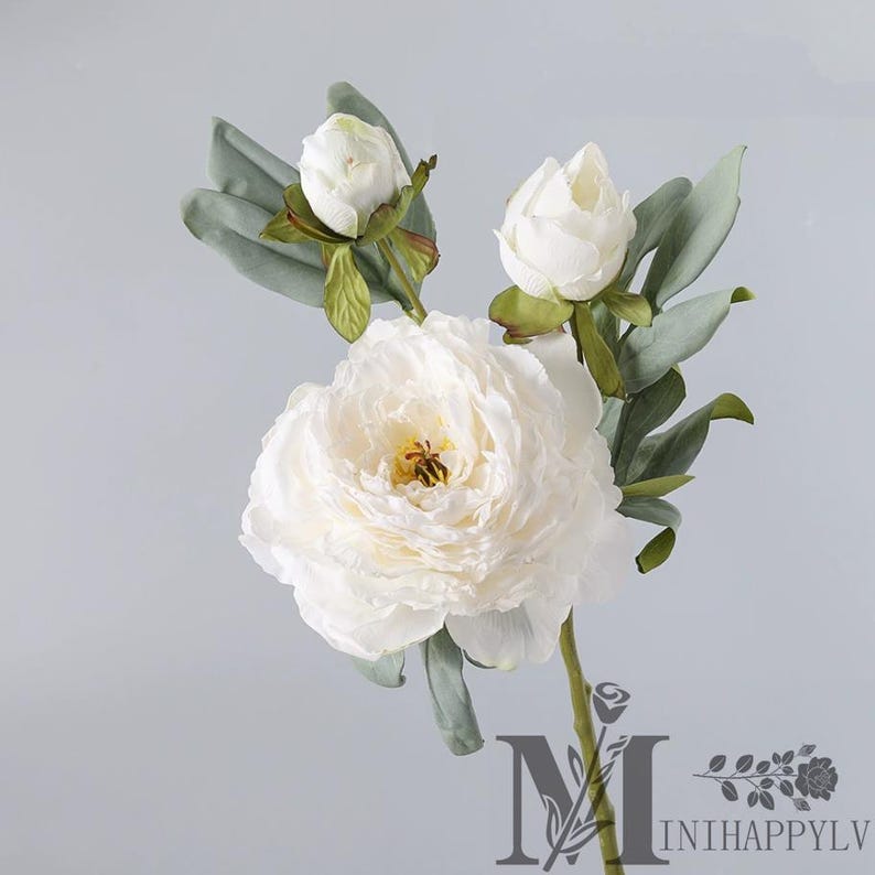 May include: A white peony flower with three buds and green leaves. The large, fully bloomed flower has multiple layers of delicate petals. The stem is green, and the leaves are a muted green color. The background is a light gray.