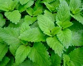 200 Lemon Balm seeds,culinary herb,herb garden,Lemon Balm,fragrant herbs, herbs for tea, medicinal herbs, medicinal seeds,herb seeds, herbs