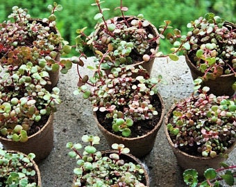 Mini Breed Rare Succulent Dragon Blood Phedimus Spurius U18schorbusser Blut Home Hobby Craft Supplies Tools Startfi Io Mini Breed Rare Succulent Dragon Blood Phedimus Spurius U18schorbusser Blut Home Hobby Craft Supplies Tools Startfi Io