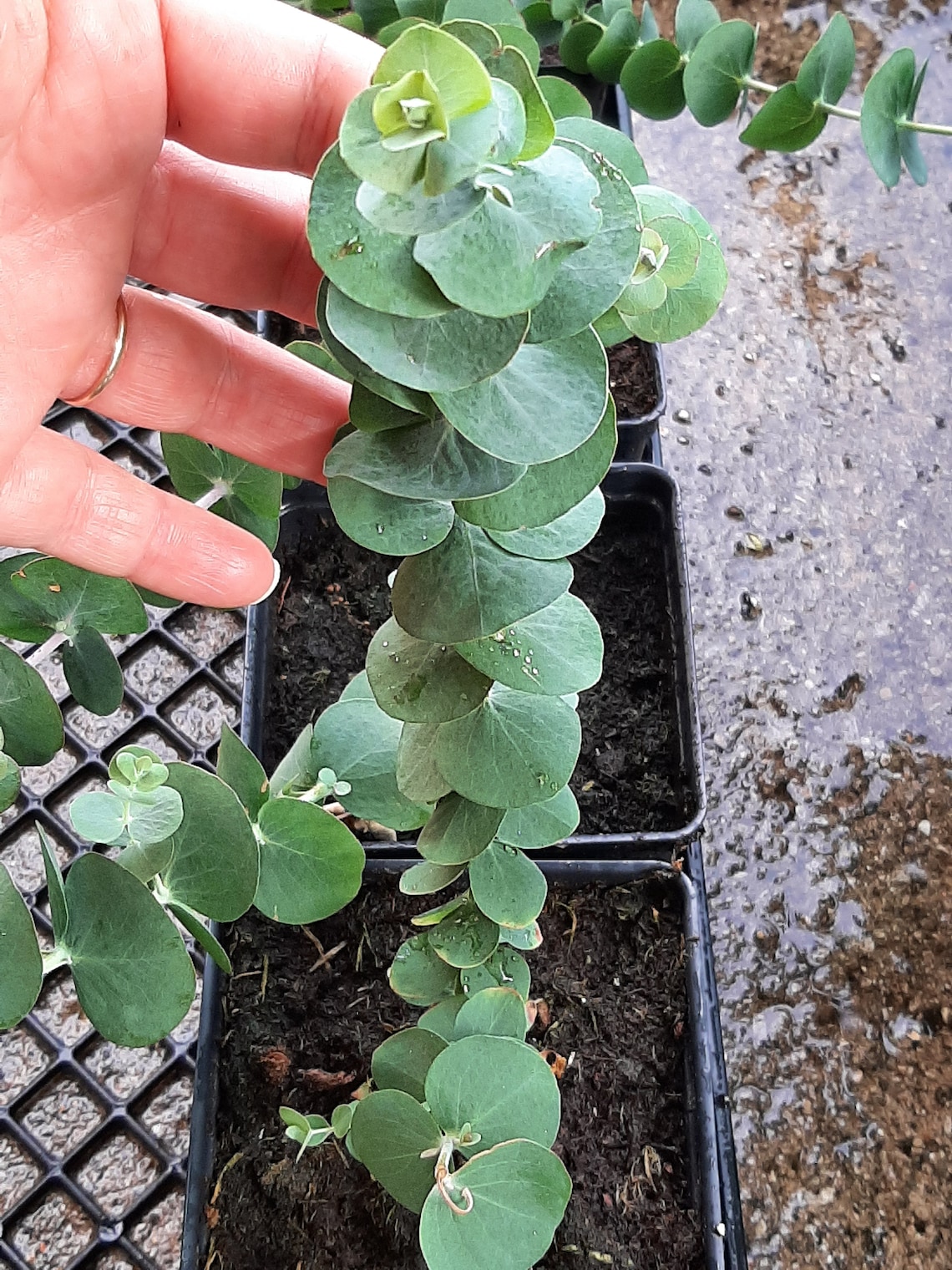 Silver Drop Eucalyptus Live Eucalyptus Live plant silver Etsy