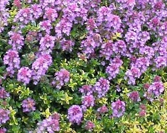 Creeping Thyme Seeds,Thymus Serpyllum,Ground Cover Seeds,gardening seeds,seeds,Herb Garden,herb seeds,perennial seeds,herb seeds packet