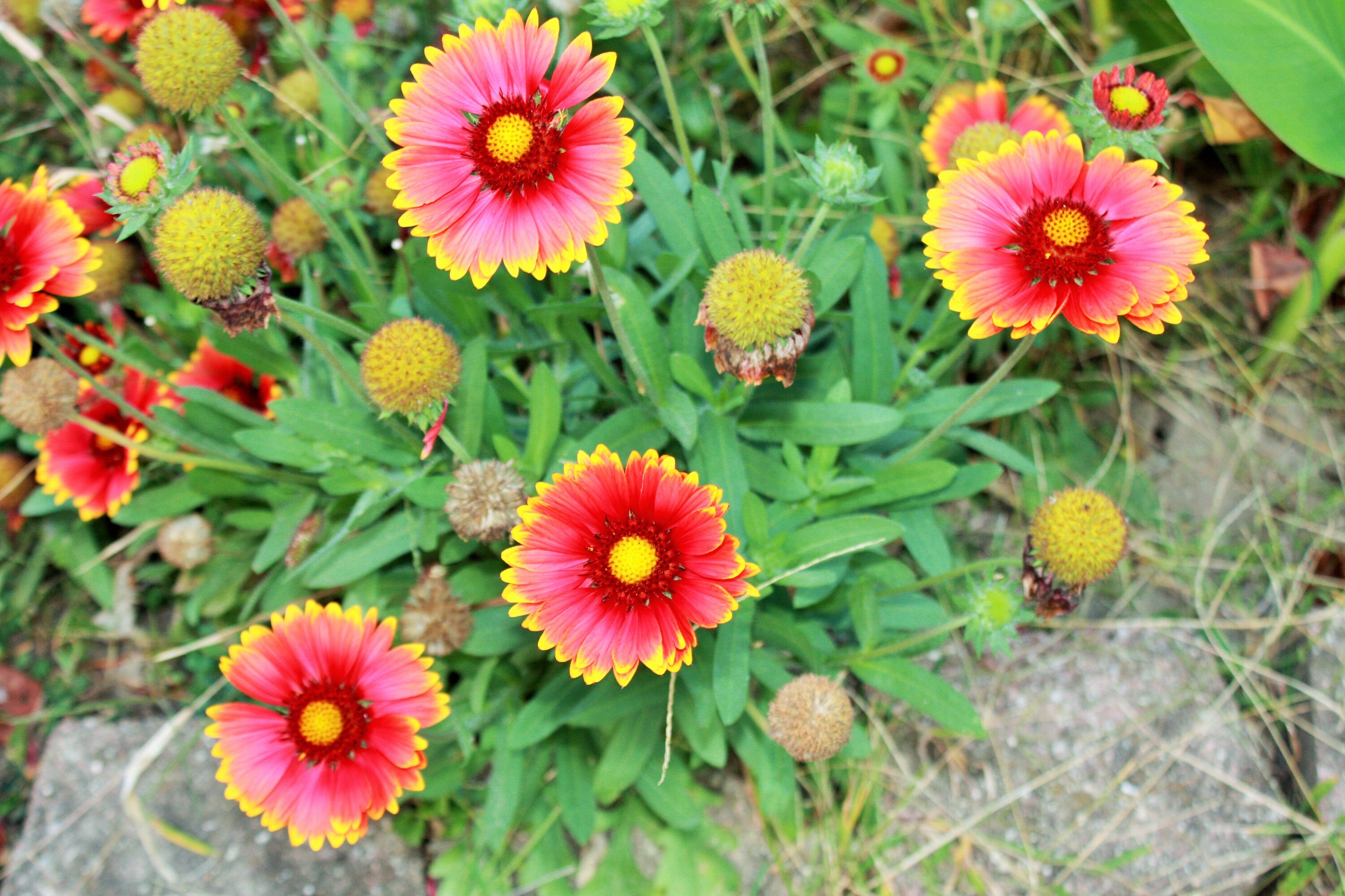 200 'Arizona Sun' Blanket Flower Seeds Gaillardia Etsy