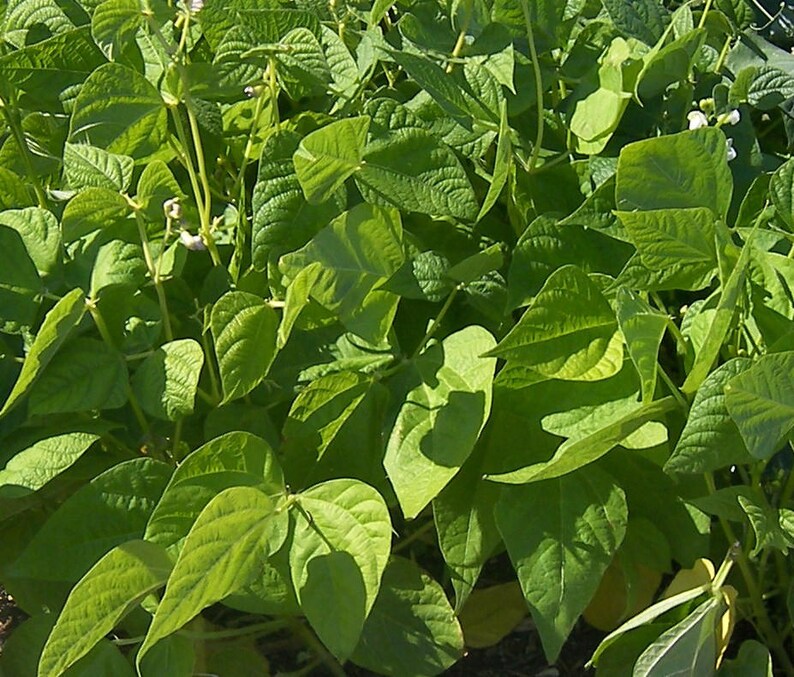 Bean Seeds Beans,Wax beans,Bush Bean seeds,fall vegetable seeds,Garden Bean Seeds,Pole beans seeds,Bush Beans,Pole Beans,Vegetable Seeds