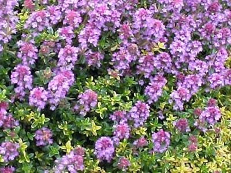 amazon creeping thyme ground cover amazon creeping thyme ground cover