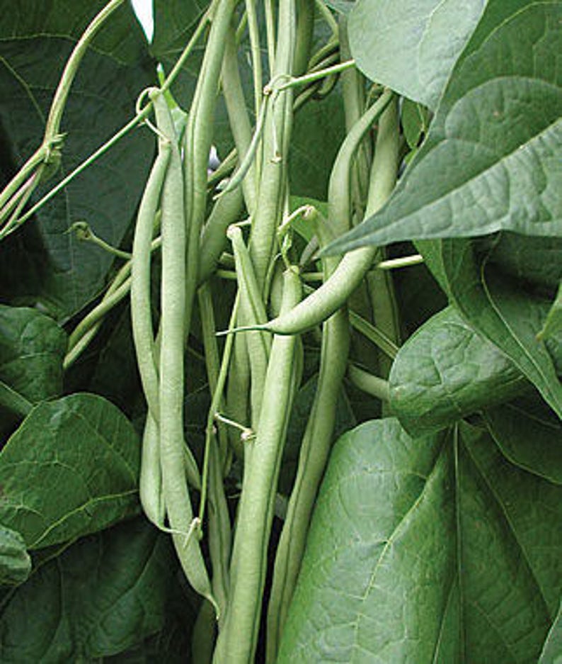 Bean Seeds Beans,Wax beans,Bush Bean seeds,fall vegetable seeds,Garden Bean Seeds,Pole beans seeds,Bush Beans,Pole Beans,Vegetable Seeds