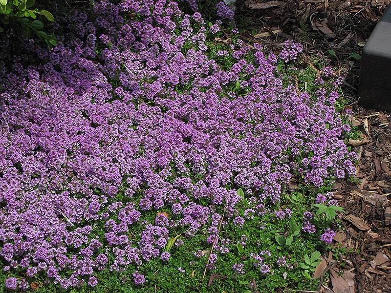 2 Plants Creeping Thyme live Plant herbs Ground Cover Etsy