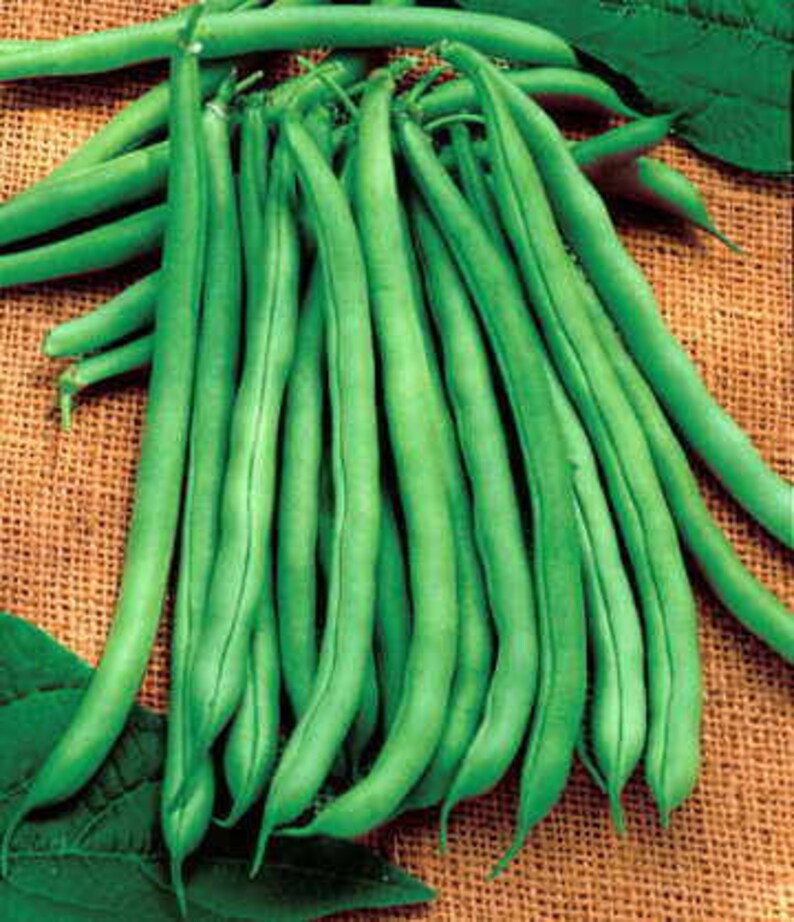 Bean Seeds Beans,Wax beans,Bush Bean seeds,fall vegetable seeds,Garden Bean Seeds,Pole beans seeds,Bush Beans,Pole Beans,Vegetable Seeds