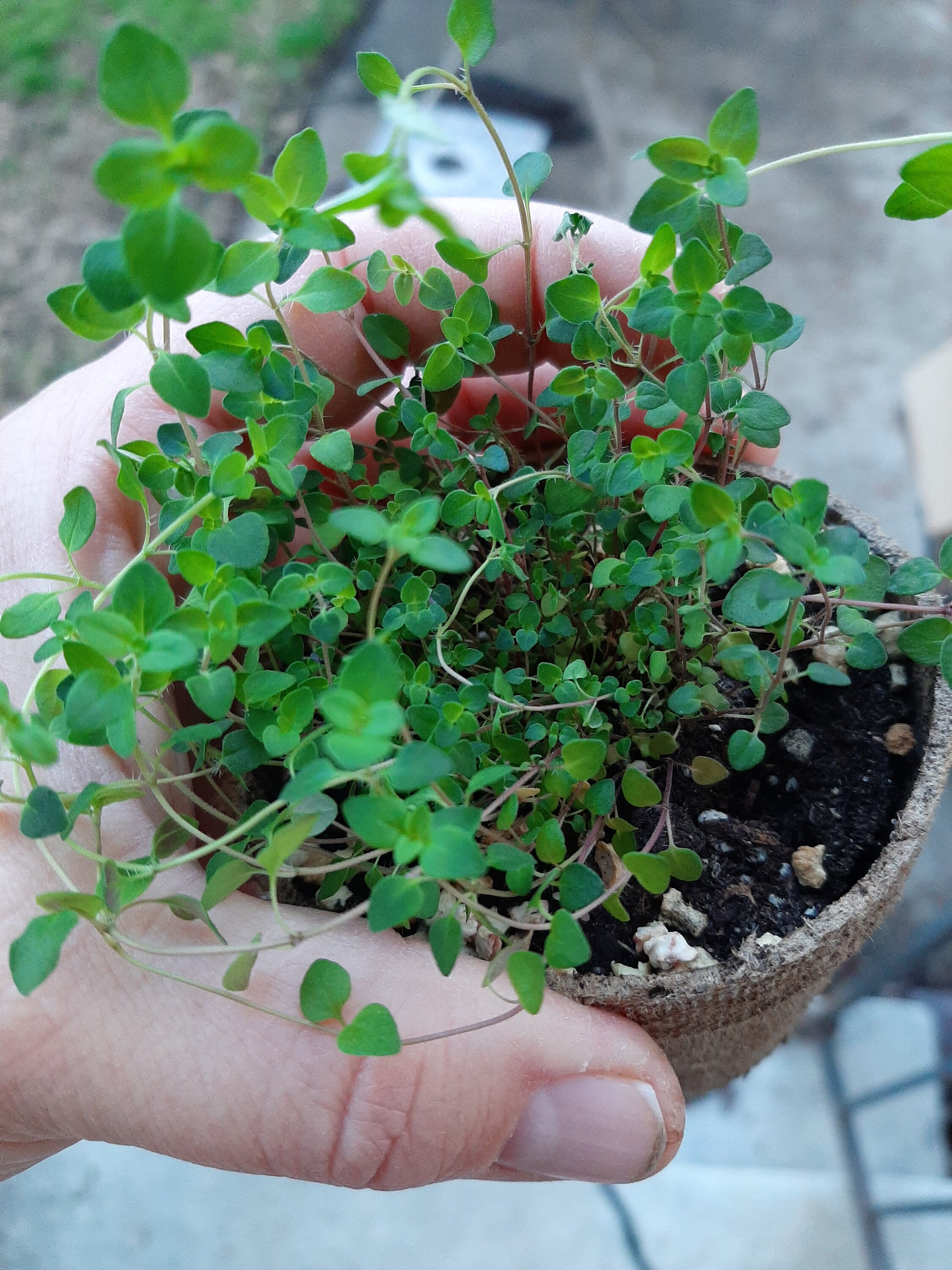 2 Plants Creeping Thyme live Plant herbs Ground Cover Etsy