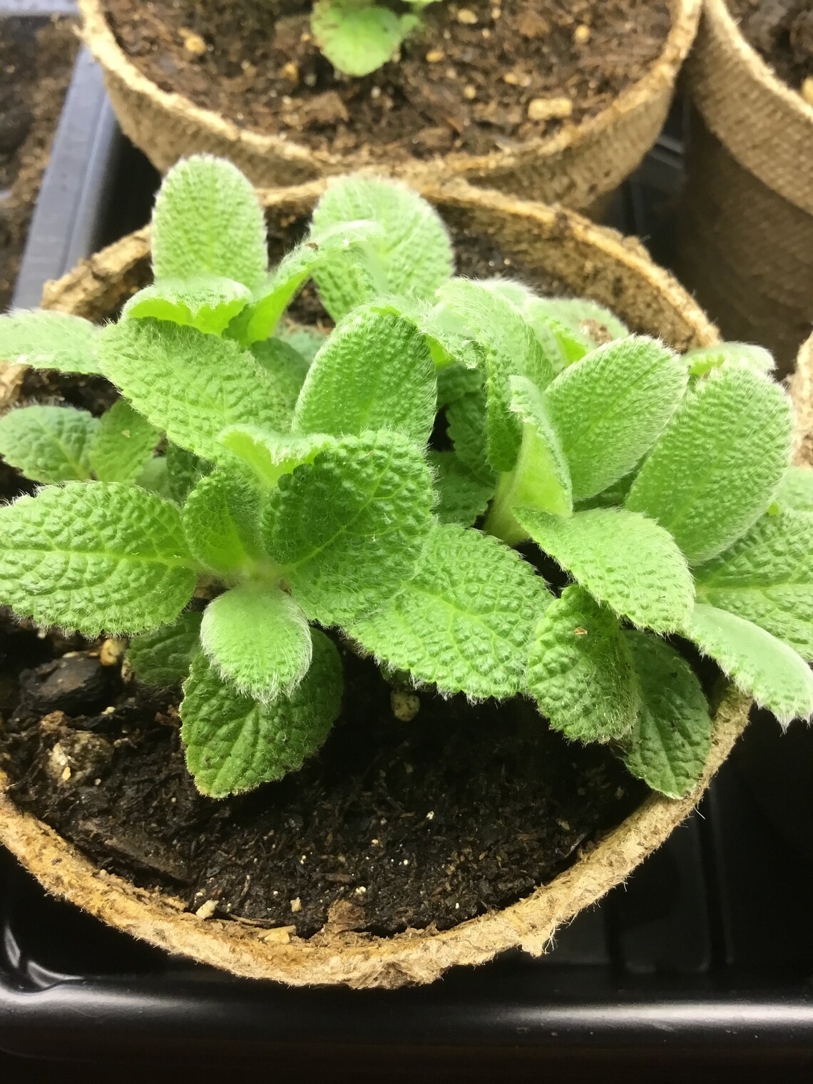 Lamb's Ear Seeds Lambs Ear Seedsmedicinal Plants Herb Etsy