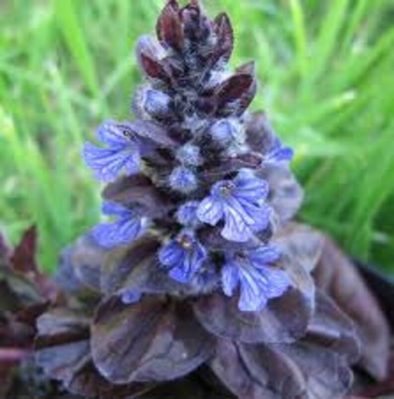 Ajuga Plants Shade Ground Cover Live Perennial