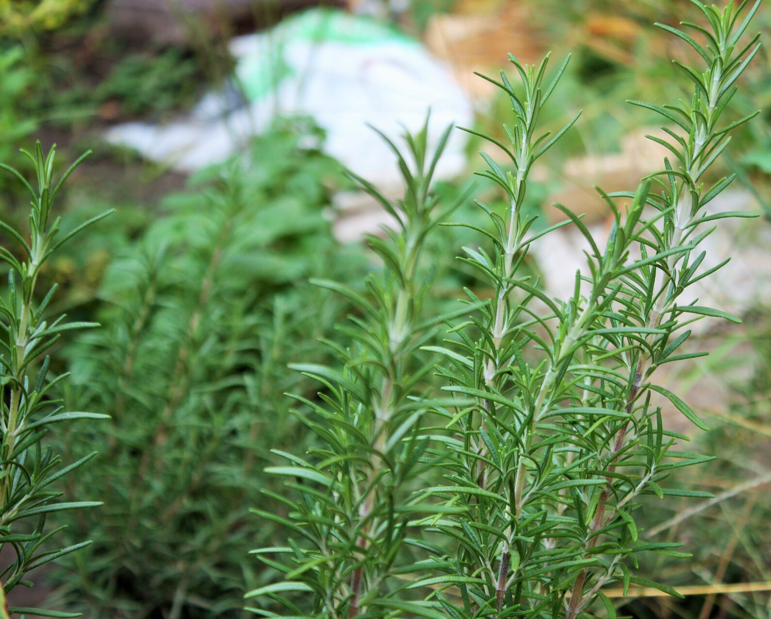 Semillas de romero Semillas de hierbas Hierbas medicinales | Etsy