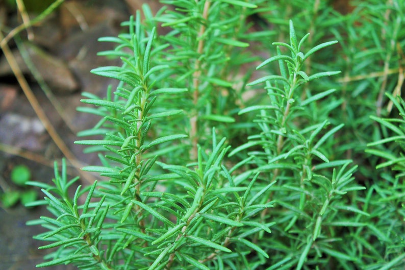 Semillas de romero Semillas de hierbas Hierbas medicinales | Etsy