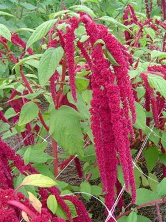 Amaranthus Seedamaranth Seedsamaranthflower Seedsred Etsy