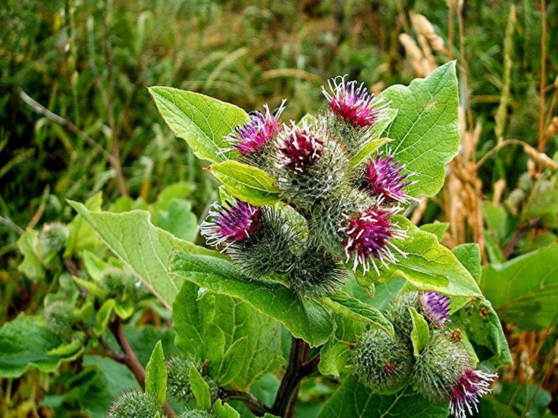 50 Burdock Seeds Burr Seed Clotbur Seeds Cocklebur Cockle - Etsy