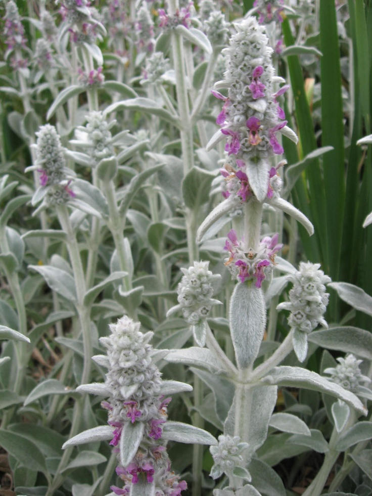 Lamb's Ear Seeds Lambs Ear Seedsmedicinal plants herb Etsy
