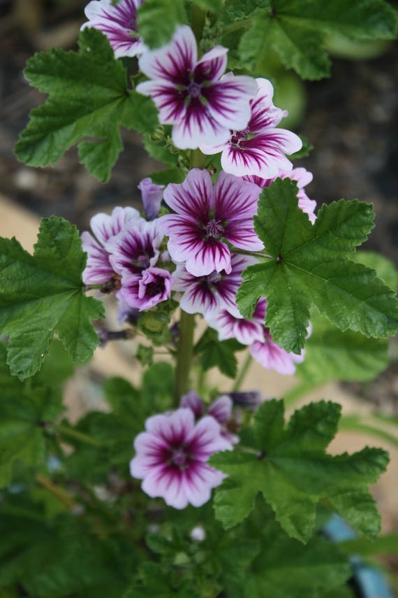 Zebra Mallo Seeds Malva Zebrina Flower Hollyhock Etsy