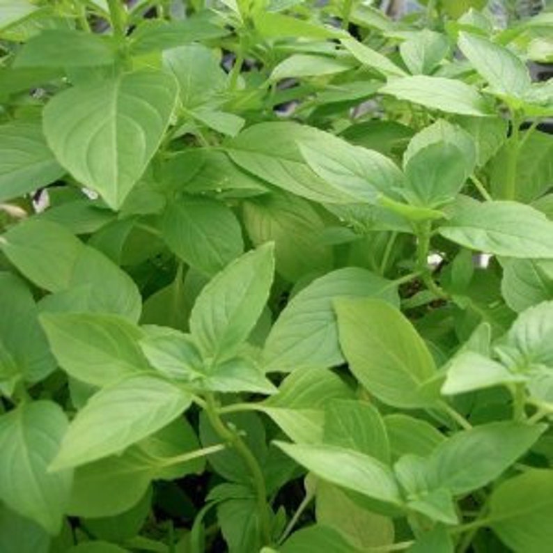 Базилик лемонграсс. Королевский базилик. cinnamon basil. базилик перезрел.