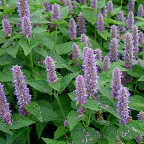 Large Plant,Anise Hyssop,Agastache,Hyssop Plant,Live Flowers,herbs,live plants, garden,live herbs, sale, starter plants