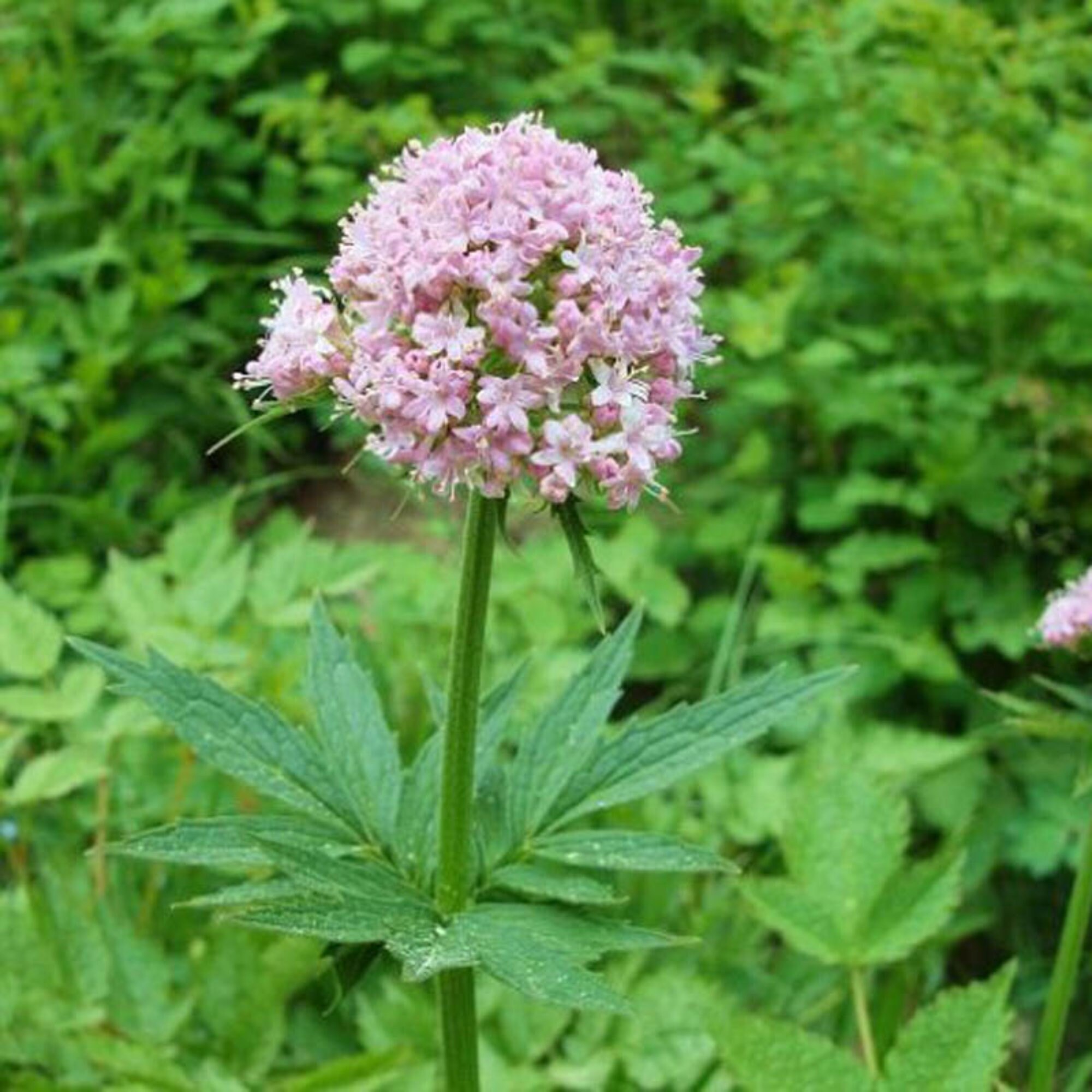 Valerian Seeds herb garden herb seeds Garden Heliotrope Etsy