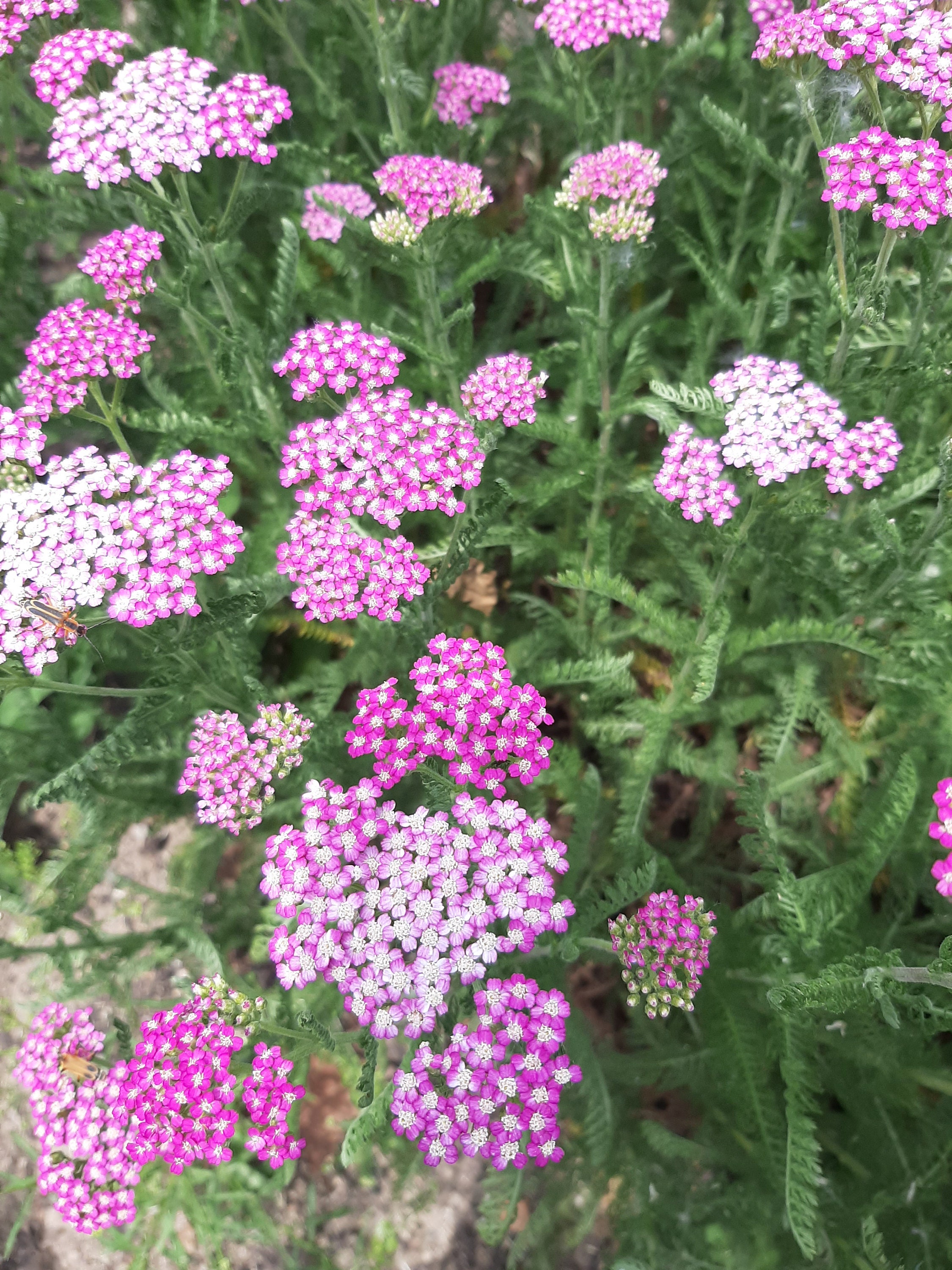 Pink Yarrow Seeds Achillea Millefolium Yarrow Seedscerise Etsy
