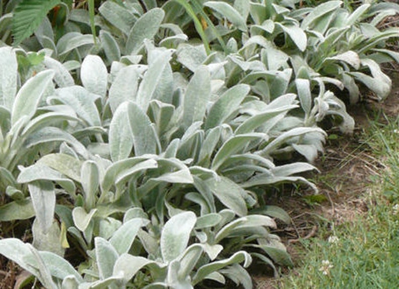 Lamb's Ear Seeds Lambs Ear Seedsmedicinal plants herb Etsy