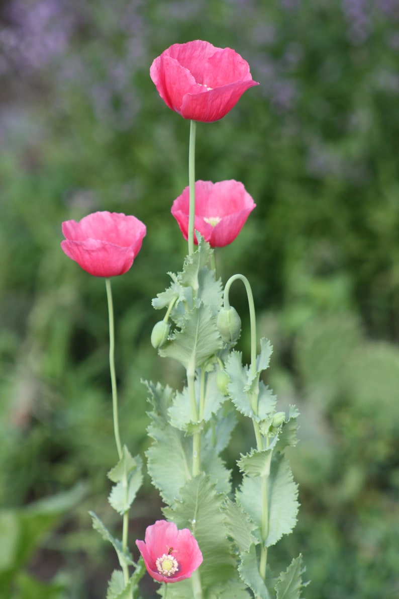Seeds Poppy Seeds Heirloom Seeds Pink flower seed Pink Etsy