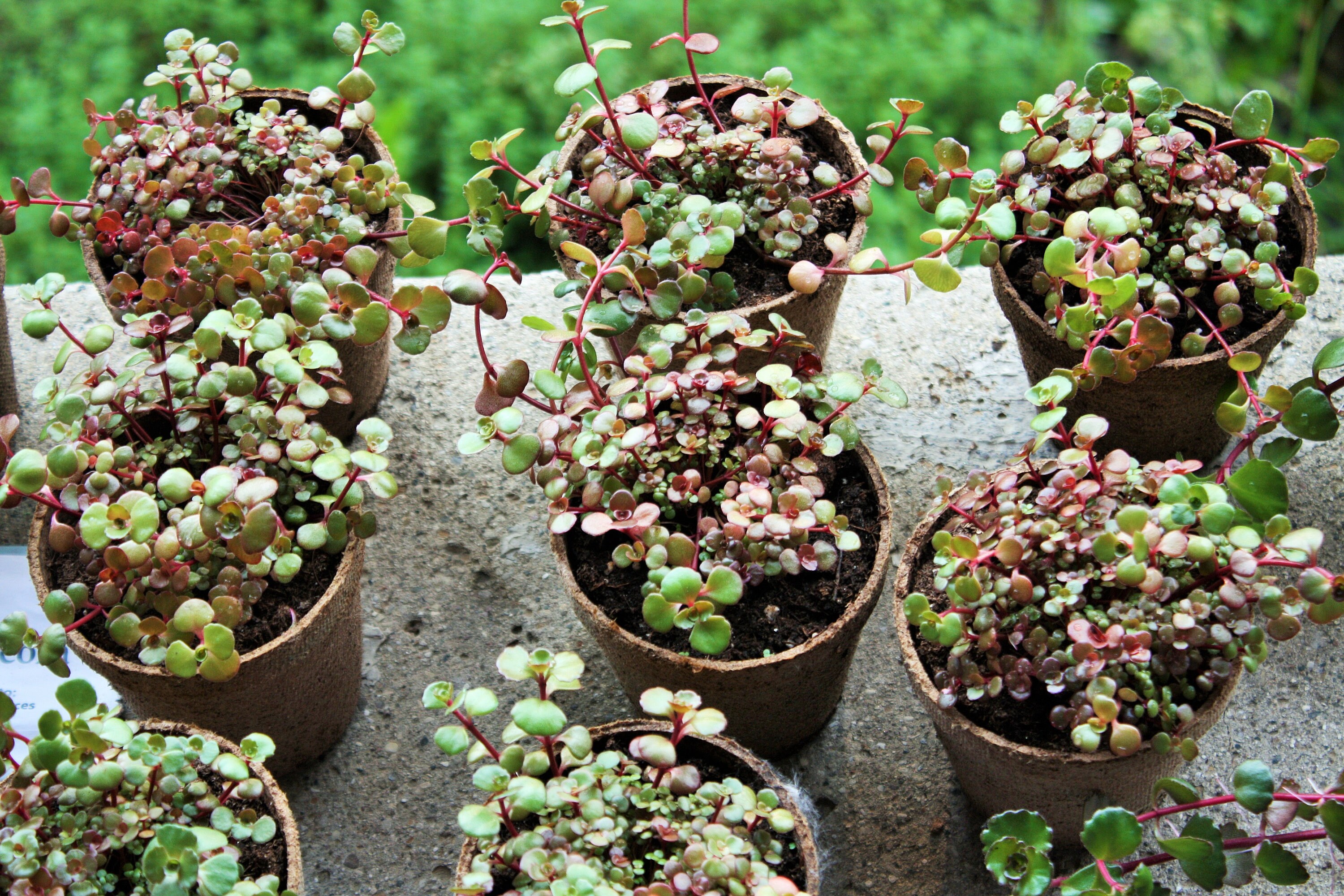 Dragons Blood Sedumsucculentsperennial Plantssucculent Etsy Dragons Blood Sedumsucculentsperennial Plantssucculent Etsy