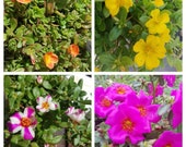 Lot Bundle 4 Types Purslane Portulaca Coral Fucshia Yellow Pink Stripe - 20 Fresh Cuttings