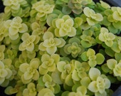 Japanese Sedum Makinoi 39 Ogon 39 - Fairy Garden Plant Ground Cover Stonecrop