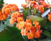 Kalanchoe Blossfeldiana Miniature Rose - Flaming Katy - Christmas Kalanchoe -Pretty Flower Live Plant - Easy Care