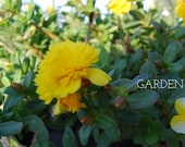 Fairy Tales Sleeping Beauty Purslane Yellow Double Flower Portulaca