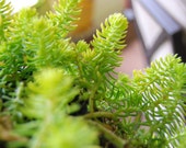 Sedum Angelina - Miniature Live Plant - Fairy Garden - Ground Cover Stonecrop - Easy Care