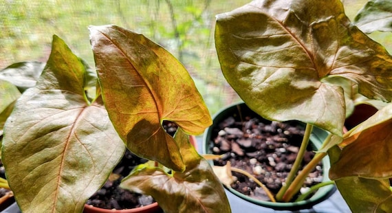 Maria Bronze - Pink Brown Syngonium Podophyllum - Arrowhead Vine  Philodendron